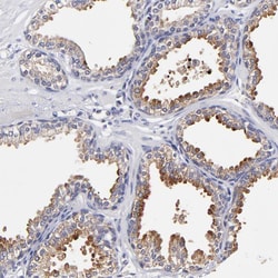 Invitrogen BTG2 Polyclonal Antibody 100 &mu;L; Unconjugated:Antibodies,