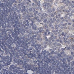 Invitrogen SLMAP Polyclonal Antibody 100 &mu;L; Unconjugated:Antibodies,