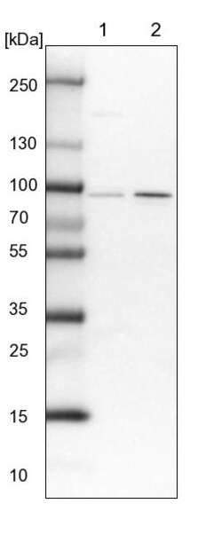 Invitrogen SLMAP Polyclonal Antibody 100 &mu;L; Unconjugated:Antibodies,