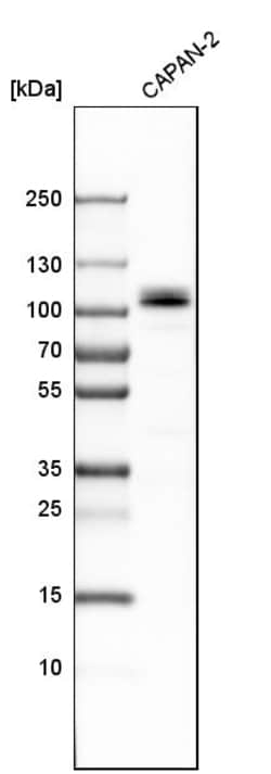 Invitrogen SLMAP Polyclonal Antibody 100 &mu;L; Unconjugated:Antibodies,
