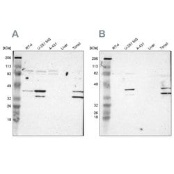 Invitrogen SLMAP Polyclonal Antibody 100 &mu;L; Unconjugated:Antibodies,