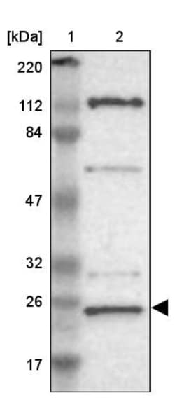 Invitrogen GCSAM Polyclonal Antibody 100 &mu;L; Unconjugated:Antibodies,