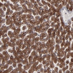 Invitrogen CNIH1 Polyclonal Antibody 100 &mu;L; Unconjugated:Antibodies,