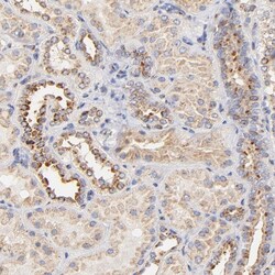 Invitrogen FMNL3 Polyclonal Antibody 100 &mu;L; Unconjugated:Antibodies,