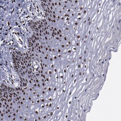 Invitrogen ERH Polyclonal Antibody 100 μL; Unconjugated:Antibodies,