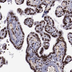 Invitrogen ERH Polyclonal Antibody 100 μL; Unconjugated:Antibodies,
