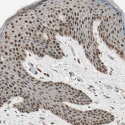 C14orf93 Polyclonal Antibody:Anticuerpos