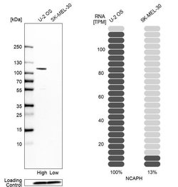 Invitrogen NCAPH Polyclonal Antibody 100 &mu;L; Unconjugated:Antibodies,