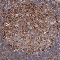 Invitrogen RPL27 Polyclonal Antibody 100 &mu;L; Unconjugated:Antibodies,