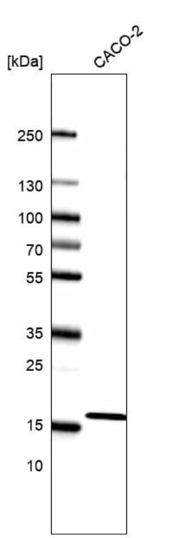 Invitrogen RPL27 Polyclonal Antibody 100 &mu;L | Buy Online | Invitrogen&trade; | Fisher Scientific