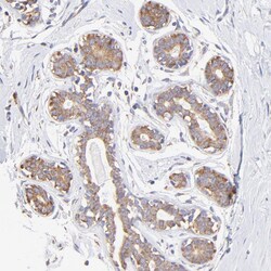 Invitrogen RPL30 Polyclonal Antibody 100 &mu;L; Unconjugated:Antibodies,