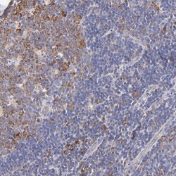 Invitrogen RPL30 Polyclonal Antibody 100 &mu;L; Unconjugated:Antibodies,