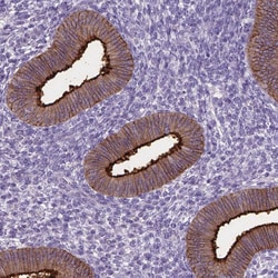 Invitrogen Carboxypeptidase M Polyclonal Antibody 100 &mu;L; Unconjugated:Antibodies,