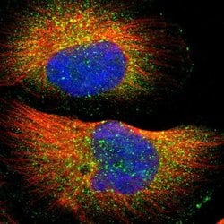 Invitrogen WASH1 Polyclonal Antibody 100 &mu;L; Unconjugated:Antibodies,