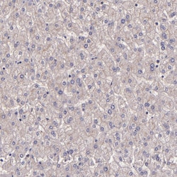 Invitrogen WASH1 Polyclonal Antibody 100 &mu;L; Unconjugated:Antibodies,