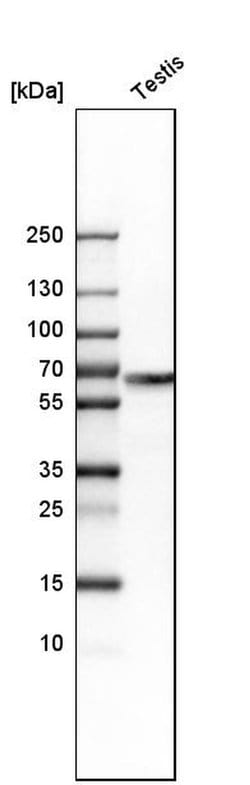 Invitrogen WASH1 Polyclonal Antibody 100 &mu;L; Unconjugated:Antibodies,