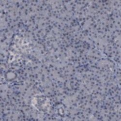 Invitrogen BAZ1A Polyclonal Antibody 100 &mu;L; Unconjugated:Antibodies,