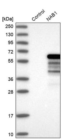 Invitrogen NAB1 Polyclonal Antibody 100 &mu;L | Buy Online | Invitrogen&trade; | Fisher Scientific