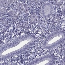 Invitrogen MAGEB1 Polyclonal Antibody 100 &mu;L; Unconjugated:Antibodies,