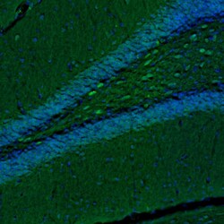 Invitrogen TXNL1 Polyclonal Antibody 100 &mu;L; Unconjugated:Antibodies,