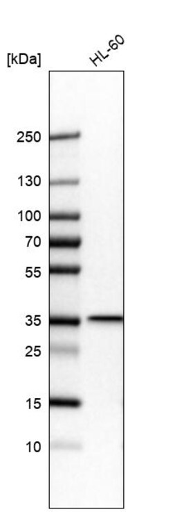 Invitrogen TXNL1 Polyclonal Antibody 100 &mu;L; Unconjugated:Antibodies,