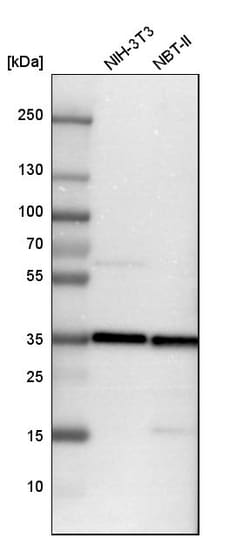 Invitrogen TXNL1 Polyclonal Antibody 100 &mu;L; Unconjugated:Antibodies,