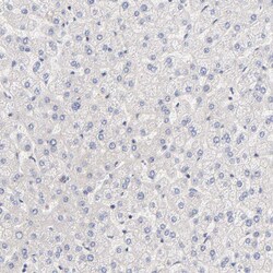 Invitrogen TXNL1 Polyclonal Antibody 100 &mu;L; Unconjugated:Antibodies,