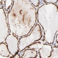 Invitrogen TXNL1 Polyclonal Antibody 100 &mu;L; Unconjugated:Antibodies,