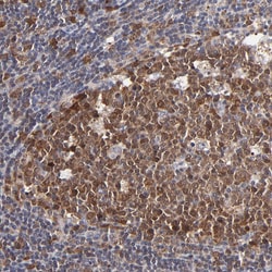 Invitrogen XTP3TPA Polyclonal Antibody 100 &mu;L | Buy Online | Invitrogen&trade; | Fisher Scientific