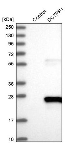 Invitrogen XTP3TPA Polyclonal Antibody 100 &mu;L | Buy Online | Invitrogen&trade; | Fisher Scientific