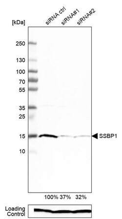 Invitrogen SSBP1 Polyclonal Antibody 100 &mu;L; Unconjugated:Antibodies,