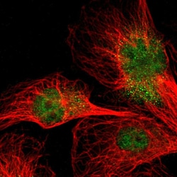 Invitrogen NPAS3 Polyclonal Antibody 100 &mu;L; Unconjugated:Antibodies,