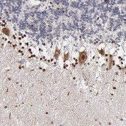 Invitrogen NPAS3 Polyclonal Antibody 100 &mu;L; Unconjugated:Antibodies,