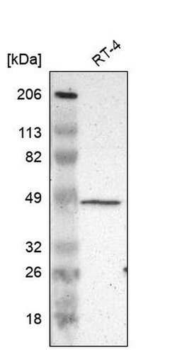 Invitrogen ZFYVE1 Polyclonal Antibody 100 &mu;L; Unconjugated:Antibodies,