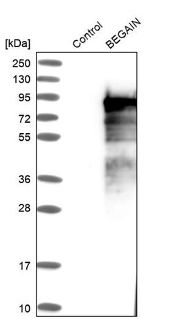 Invitrogen BEGAIN Polyclonal Antibody 100 &mu;L; Unconjugated:Antibodies,