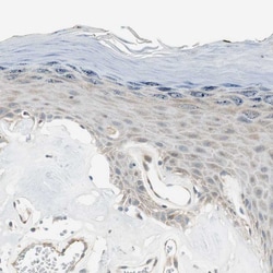 Invitrogen CGRRF1 Polyclonal Antibody 100 &mu;L; Unconjugated:Antibodies,