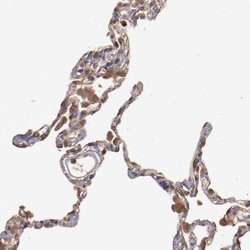 Invitrogen SRRD Polyclonal Antibody 100 &mu;L; Unconjugated:Antibodies,