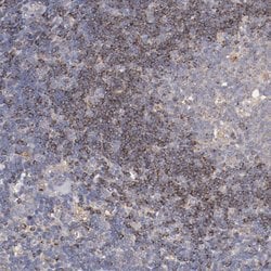 Invitrogen SRRD Polyclonal Antibody 100 &mu;L; Unconjugated:Antibodies,