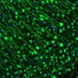 Invitrogen GMFB Polyclonal Antibody 100 &mu;L; Unconjugated:Antibodies,