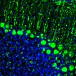 Invitrogen GMFB Polyclonal Antibody 100 &mu;L; Unconjugated:Antibodies,
