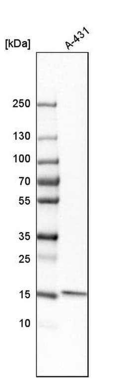 Invitrogen GMFB Polyclonal Antibody 100 &mu;L; Unconjugated:Antibodies,