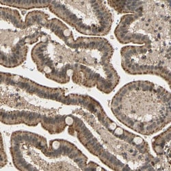 Invitrogen LAMTOR1 Polyclonal Antibody 100 &mu;L; Unconjugated:Antibodies,