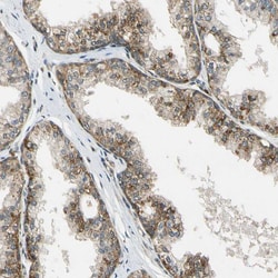 Invitrogen LAMTOR1 Polyclonal Antibody 100 &mu;L; Unconjugated:Antibodies,