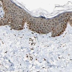 Invitrogen LAMTOR1 Polyclonal Antibody 100 &mu;L; Unconjugated:Antibodies,
