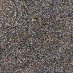 Invitrogen LAMTOR1 Polyclonal Antibody 100 &mu;L; Unconjugated:Antibodies,