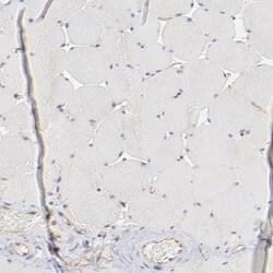 Invitrogen C6orf211 Polyclonal Antibody 100 &mu;L; Unconjugated:Antibodies,