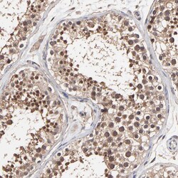 Invitrogen C6orf211 Polyclonal Antibody 100 &mu;L; Unconjugated:Antibodies,