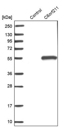 Invitrogen C6orf211 Polyclonal Antibody 100 &mu;L; Unconjugated:Antibodies,