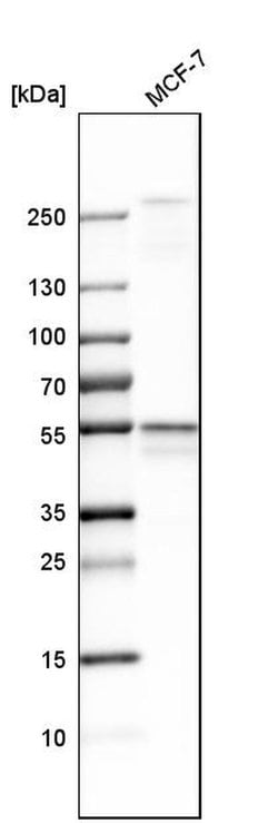Invitrogen DLST Polyclonal Antibody 100 &mu;L; Unconjugated:Antibodies,