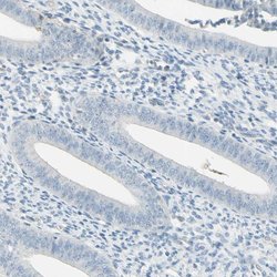 Invitrogen ASB9 Polyclonal Antibody 100 &mu;L; Unconjugated:Antibodies,